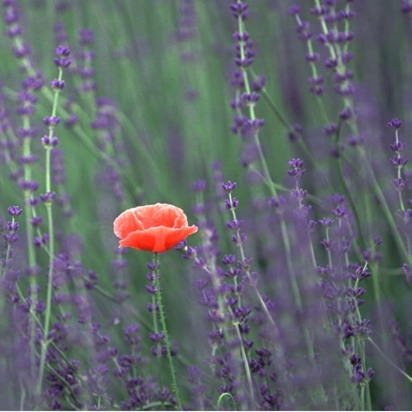 ラベンダーの中に咲く１本のポピー